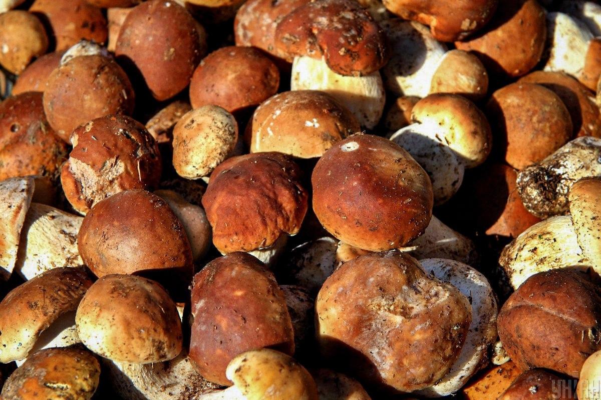 Találd meg a követ a gombák között időben / Moje kollázs